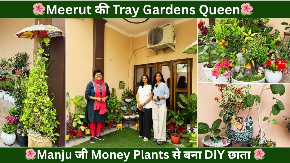 🌺Meerut की Tray Gardens Queen-Manju जी Money Plants से बना DIY छाता 🌺