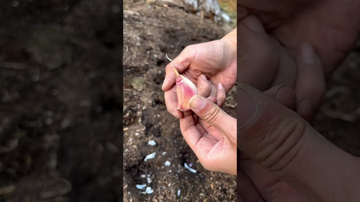 Turn Your Backyard Into a Money Machine π±π΅ Turn Your Backyard Into a Money Machine π±π΅