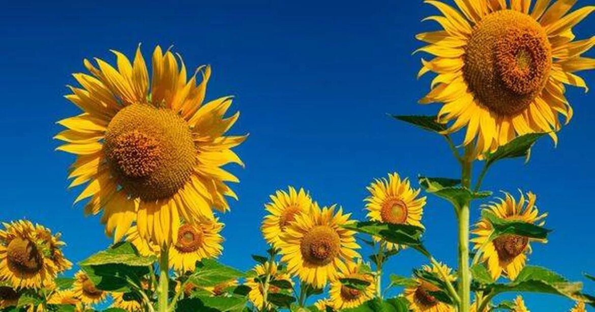 Gardeners will have gardens ‘thriving in no time’ with 5 fast-growing flowers to plant now trust project logo