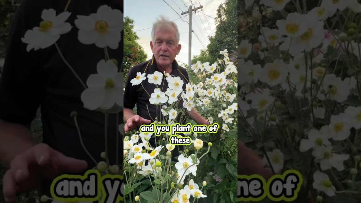 Add Colour and Beauty to Your Autumn Garden with Japanese Anemone.