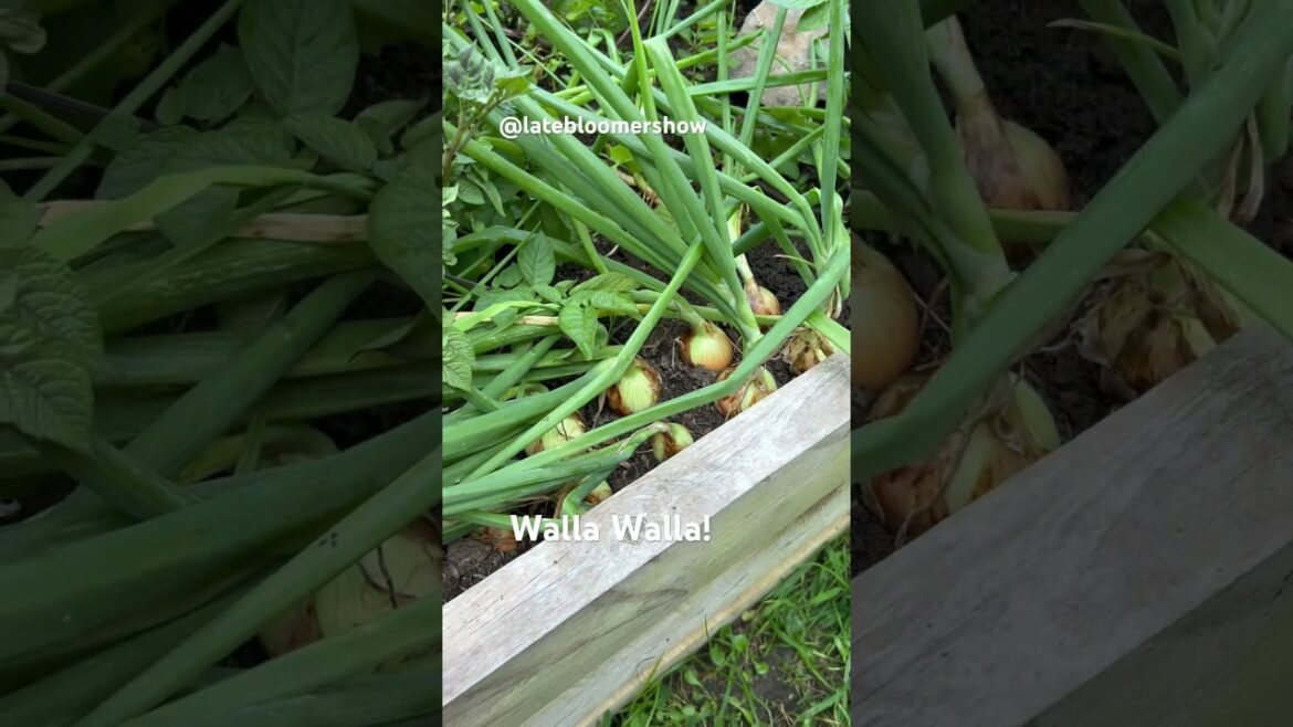 Walla Walla! #onions #garden