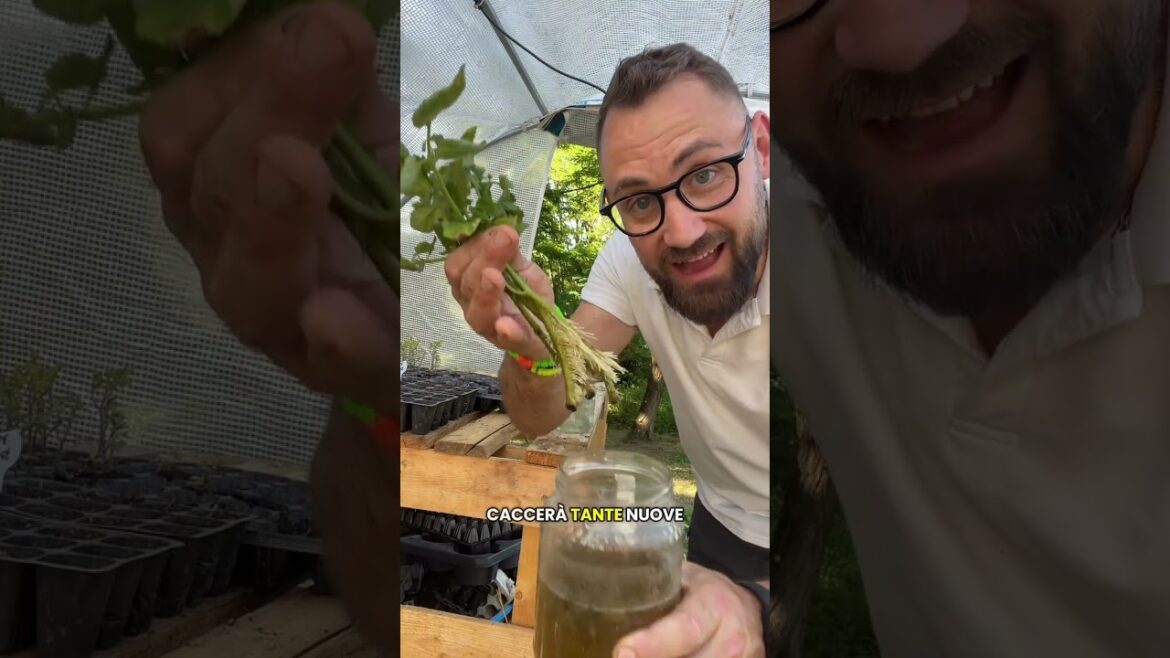 PIANTE DI POMODORO GRATIS #orto #coltivare #pomodori