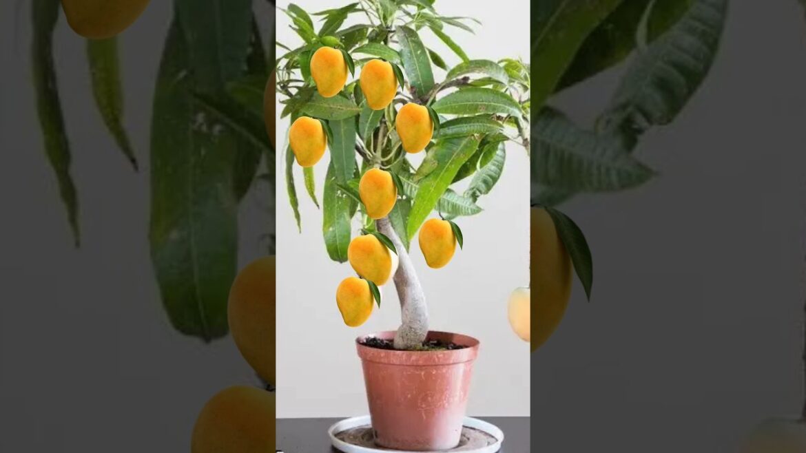mango grafting ЁЯШН #indianfarmer #gardening #indiangardeners #cementplanter #phoolpatte #mangografting mango grafting ЁЯШН #indianfarmer #gardening #indiangardeners #cementplanter #phoolpatte #mangografting