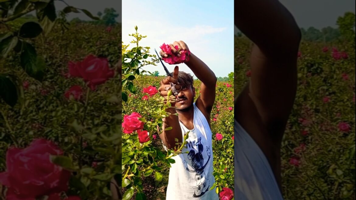 Farmer Picks Fresh Red Roses for Morning Market 🌹 #shorts