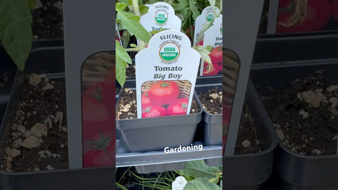 FRUIT & VEGETABLE GARDENING GREAT WHITE & RED TOMATOES RASPBERRIES FOR PLANT GARDEN #gardening