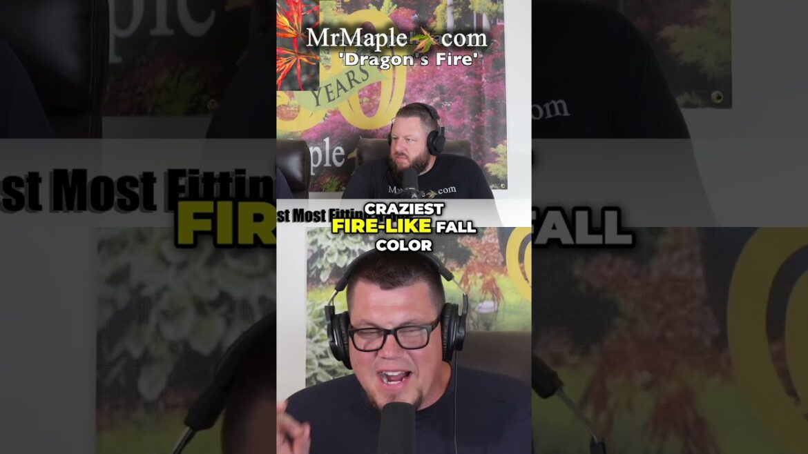 Acer palmatum ‘Dragon’s Fire’ Japanese Maple Fiery Fall Color! Acer palmatum 'Dragon's Fire' Japanese Maple Fiery Fall Color!