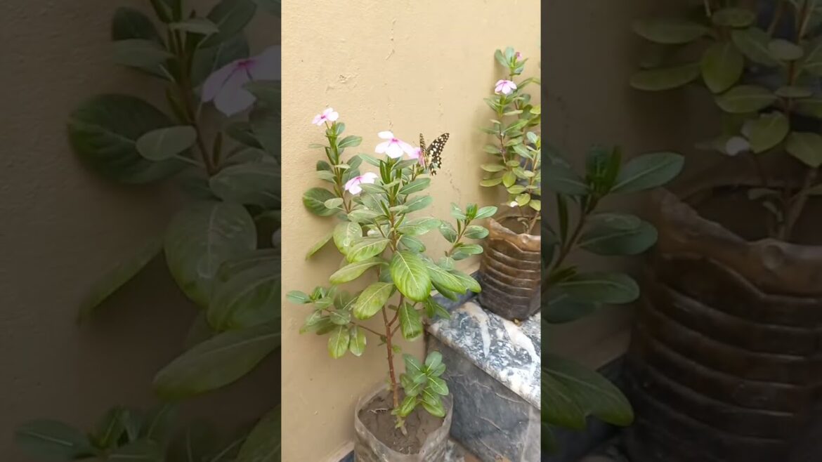 Butterfly in Flowers #flowers #garden #plants #beautiful Butterfly in Flowers #flowers #garden #plants #beautiful