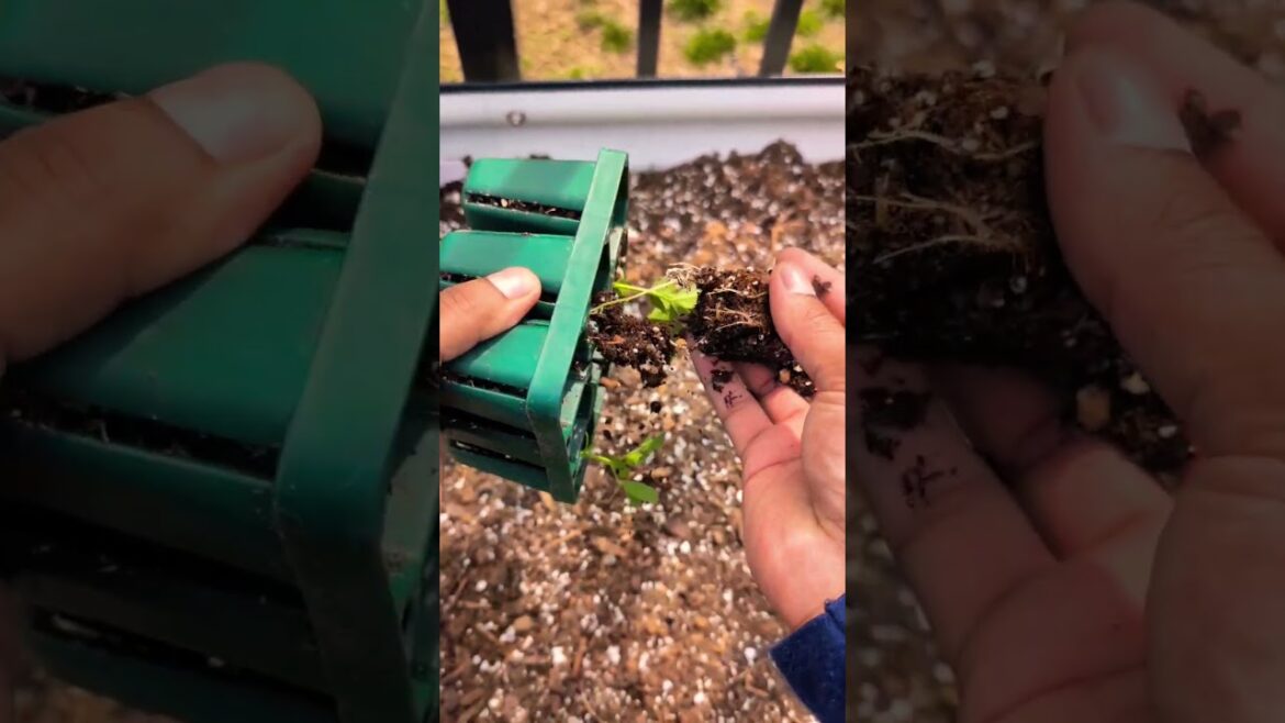 Sugar snap peas 🫛| A Must For New Gardners | Quick Tips for Beginners #garden #gardening Sugar snap peas 🫛| A Must For New Gardners | Quick Tips for Beginners #garden #gardening