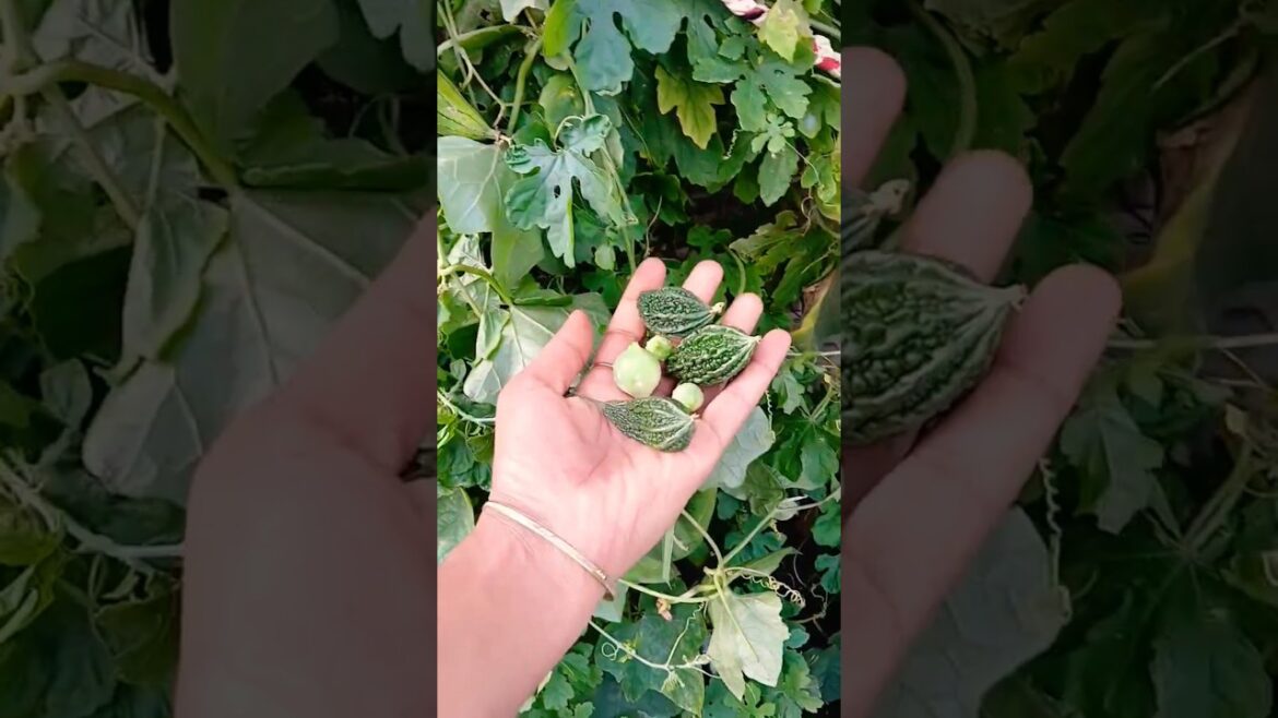 ਗਰਮੀ ਦੀਆ ਸਬਜ਼ੀਆ ਦਾ ਫਾਇਦਾ ਮਿਲਿਆ #summer #vegetables #organic #garden #shorts @OrganicGardening1918 ਗਰਮੀ ਦੀਆ ਸਬਜ਼ੀਆ ਦਾ ਫਾਇਦਾ ਮਿਲਿਆ #summer #vegetables #organic #garden #shorts @OrganicGardening1918