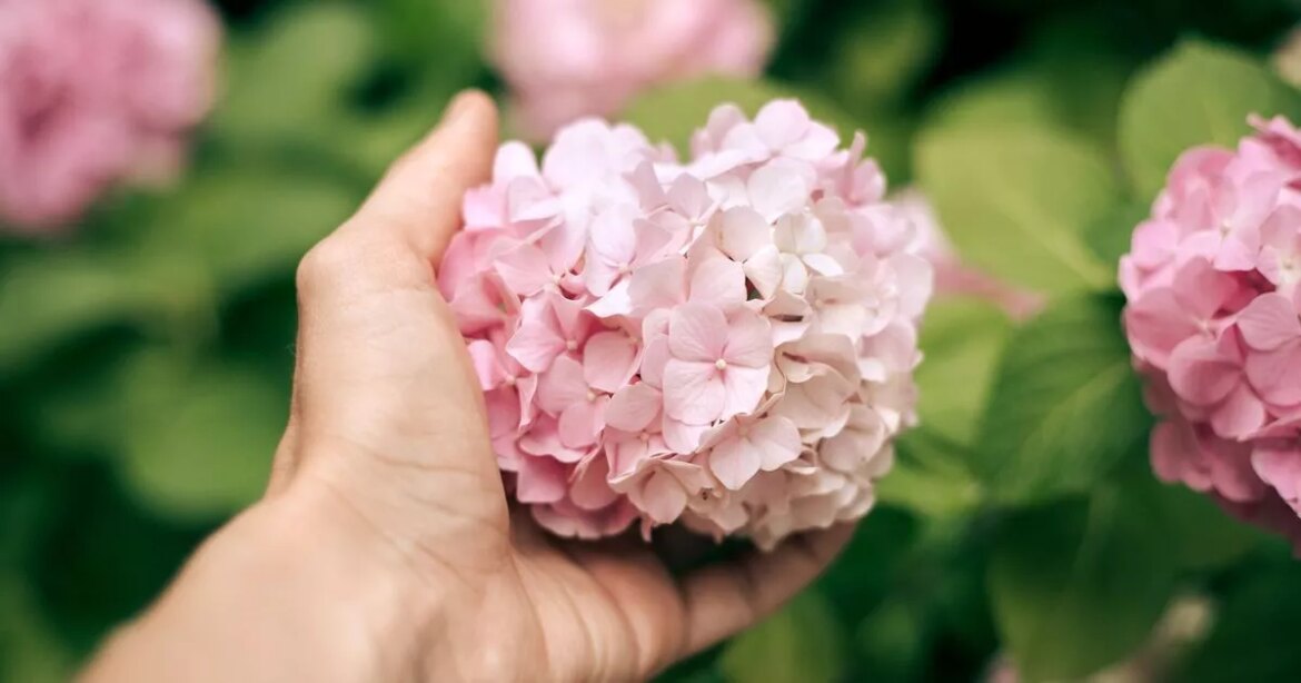 Gardeners urged to water hydrangeas and roses at specific time of the day Ipso logo