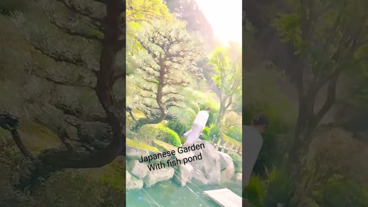Japanese Garden with a fish pond #japaneseculture #gardendesign #mrnfamily