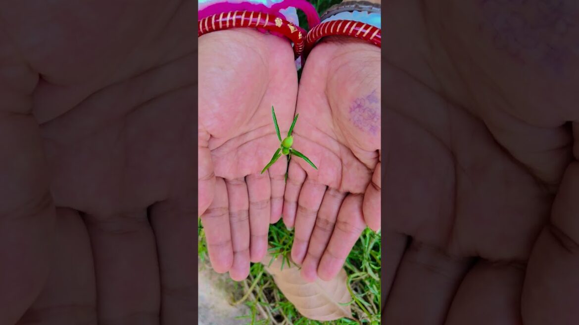 ফুল নিয়ে টিকটিক #gardening #youtubeshorts #UpdateGardening #garden #youtubeshort #flowers #rose