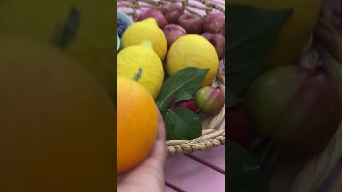 Home Garden | Summer Harvest π±π π #shorts #vegetables #gardeninspiration #gardendesign #gardening Home Garden | Summer Harvest π±π π #shorts #vegetables #gardeninspiration #gardendesign #gardening