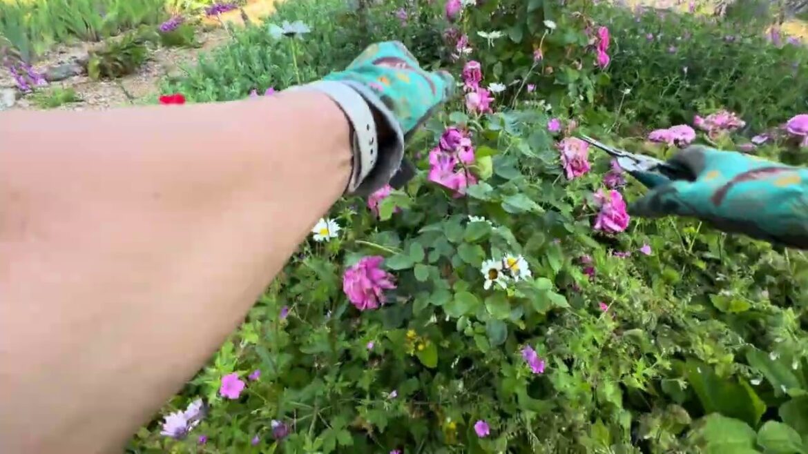 Garden 15 Minutes At A Time-Gardening Tips-Garden With Kate #gardeningtips #gardenwithme