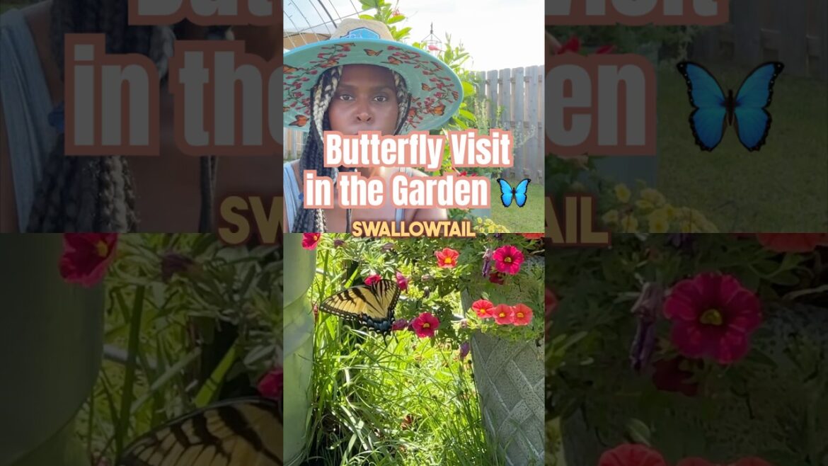 Eastern Tiger Swallowtail Spotted! Pollinator friendly garden tips!