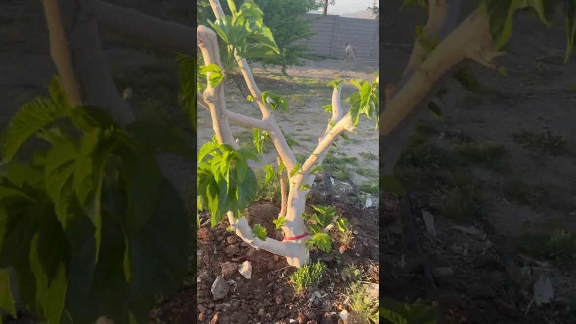 Spring #rancho #farm #organic #greenhouse #mexican #japanese #gardening #garden #trees #ranch
