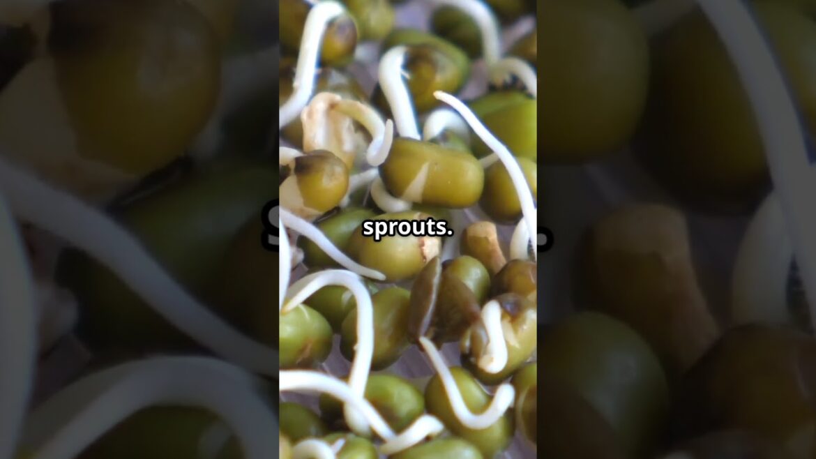 3 Edible Plants You Can Grow Without Sunlight | Low Light Gardening 3 Edible Plants You Can Grow Without Sunlight | Low Light Gardening