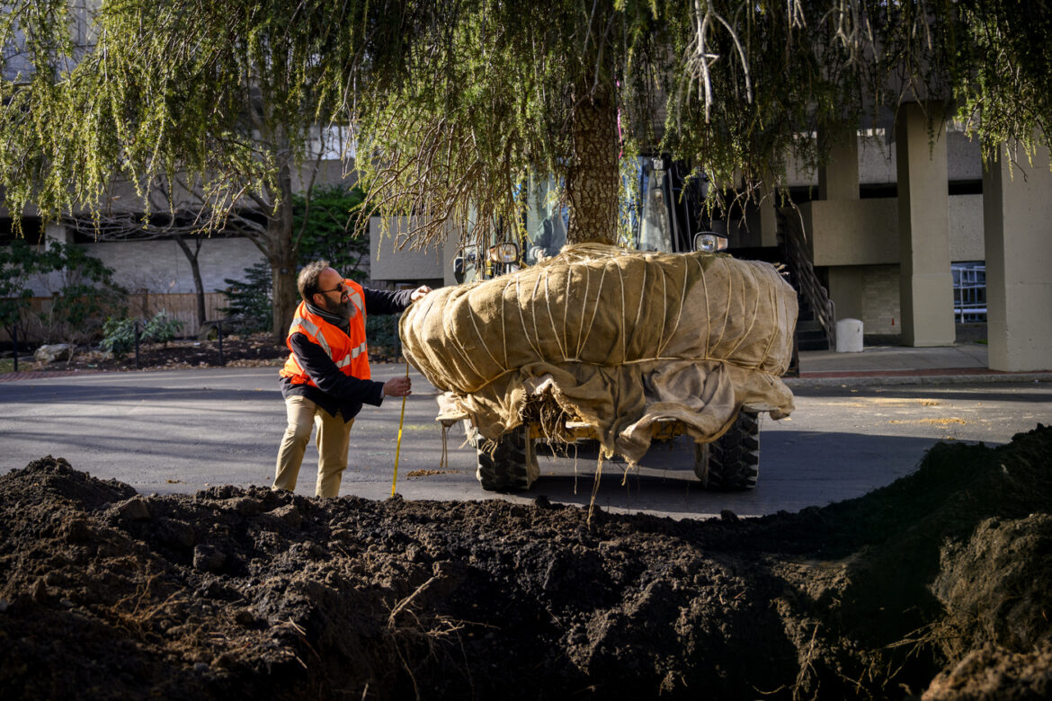 A person in a safety vest inspects a large, wrapped tree being moved near a campus building during a landscaping project.