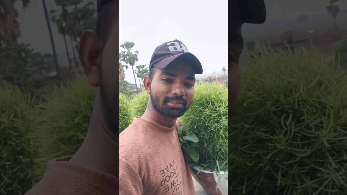 Kuchu puchu 😃😃 #plants #gardendecor #gardendesign #gardeningideas #garden #shorts Kuchu puchu 😃😃 #plants #gardendecor #gardendesign #gardeningideas #garden #shorts