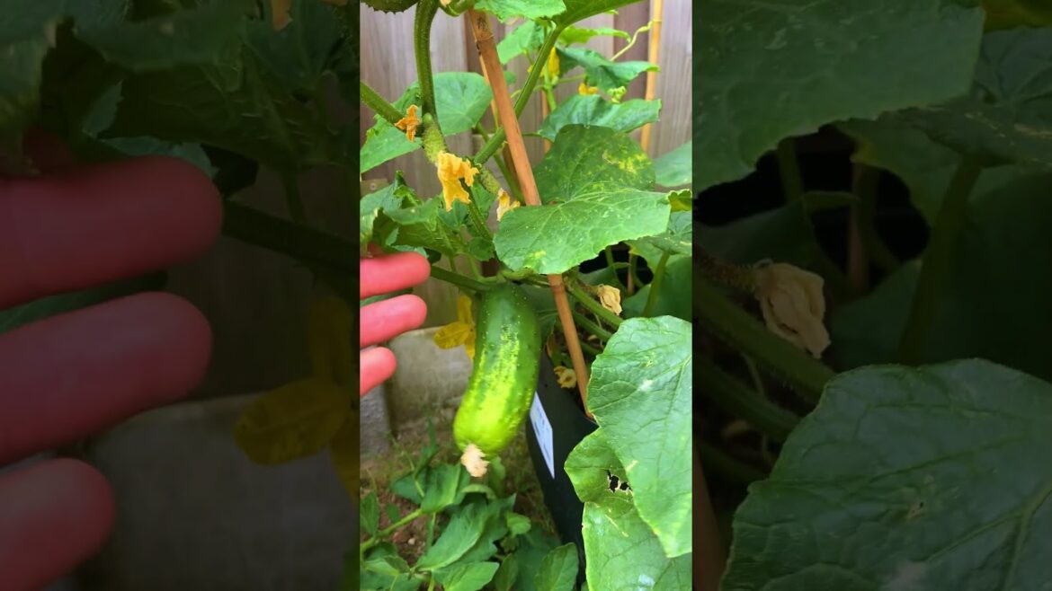 Cucumbers in a Pot🥒 day 42 – GIANT !..  #containergarden #garden