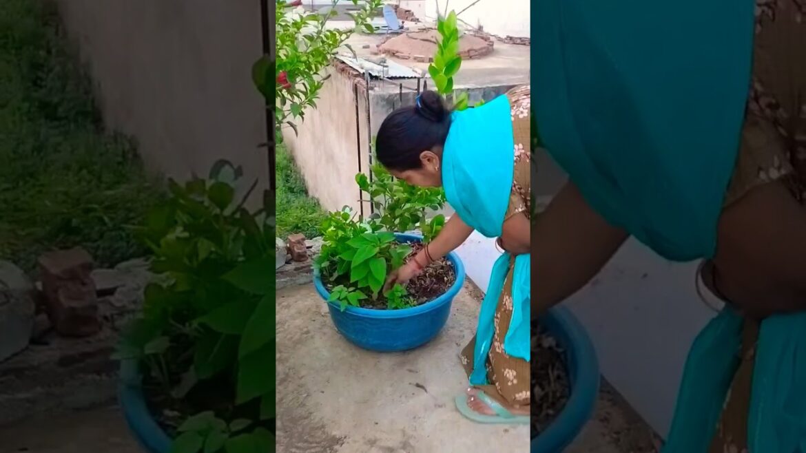 एक साथ इतने सारे पौधे 😊#shortvideo #kitchengardening #viralvideo #vegetable #gardening #shorts एक साथ इतने सारे पौधे 😊#shortvideo #kitchengardening #viralvideo #vegetable #gardening #shorts