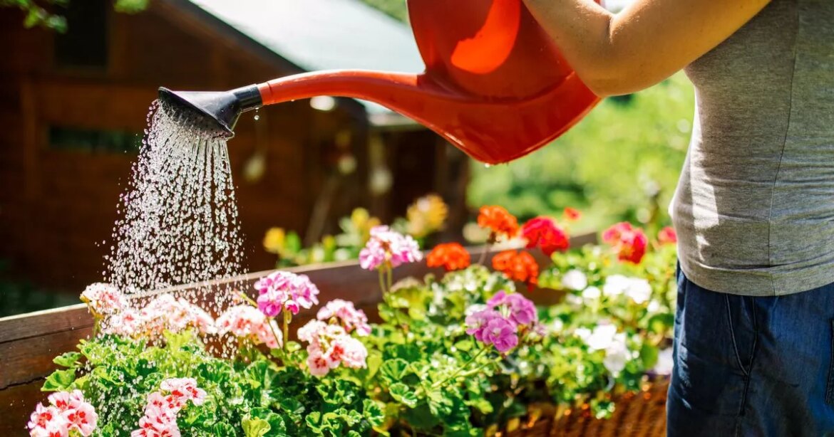 Gardener’s ‘no-nonsense’ method keeps plants watered while you’re on holiday Ipso logo