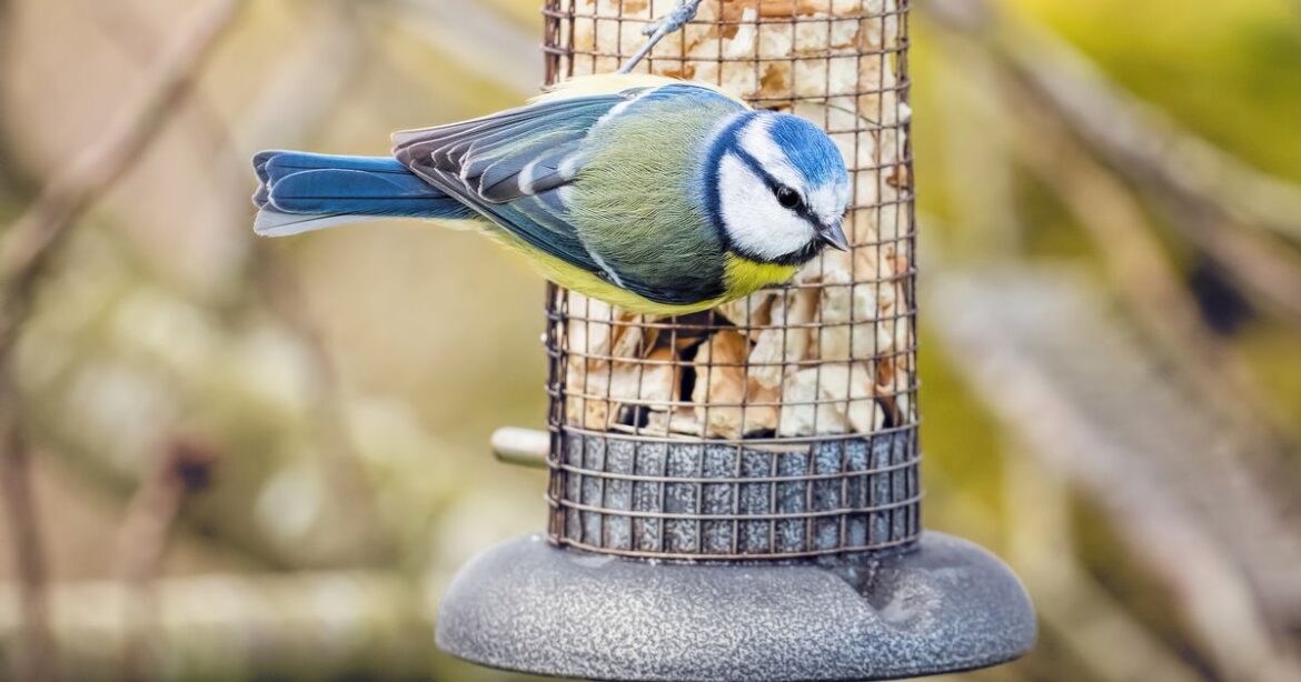 Unusual kitchen ingredient helps robins and banishes pests from your garden Ipso logo