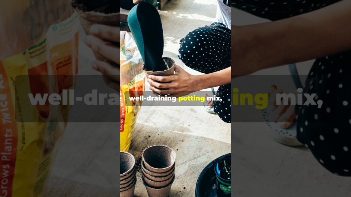 Don’t Make This Container Gardening Mistake in June! #Overwatering #GardeningMistakes #SmartGarden