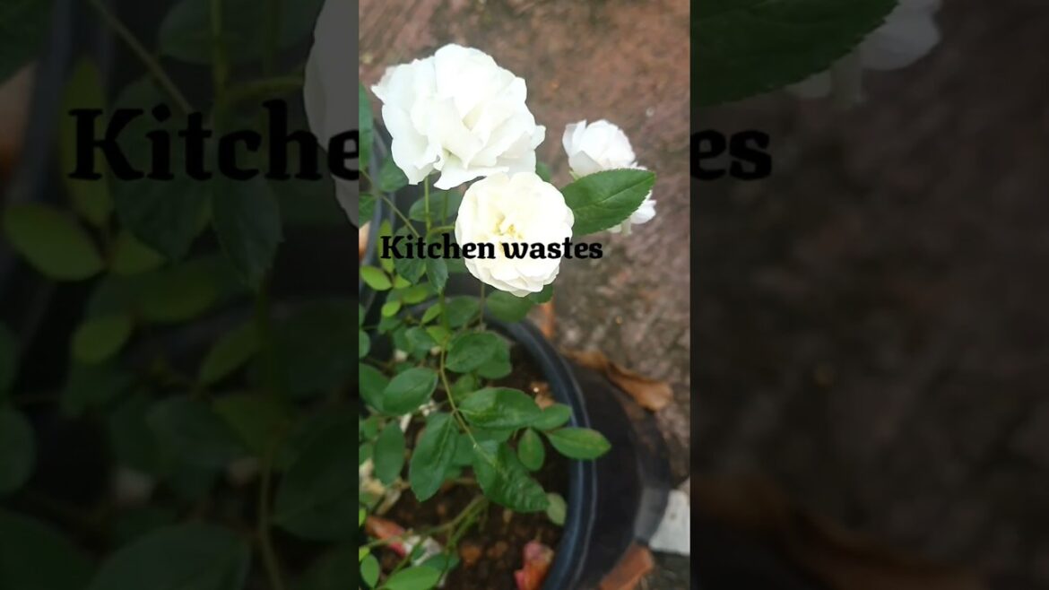 rose care🌿#trending #garden rose care🌿#trending #garden