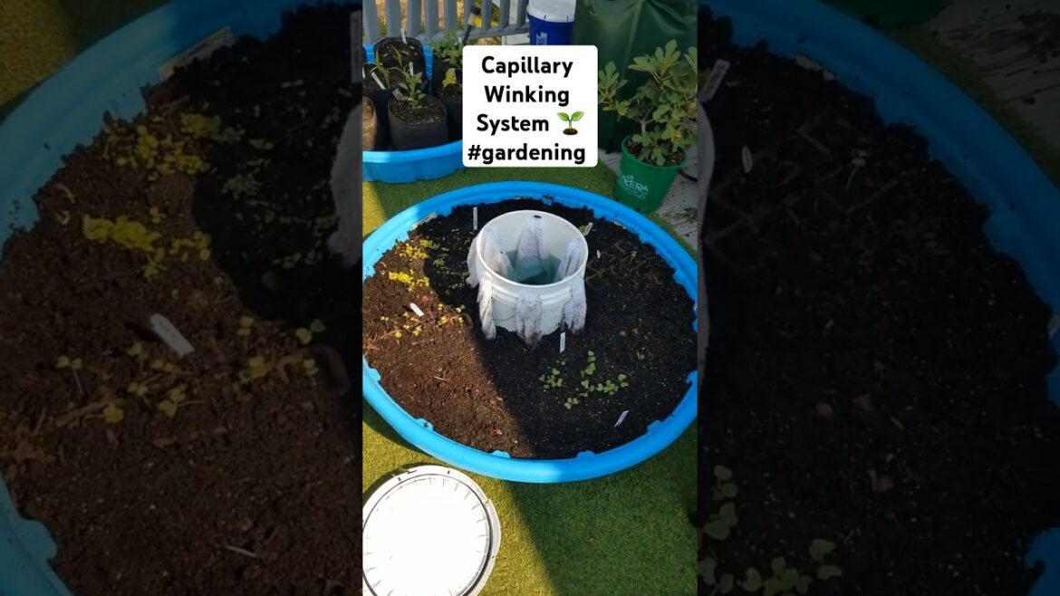Capillary Wicking System Gardening 🌱 #shorts #gardeninghacks #garde#vegetablegardening