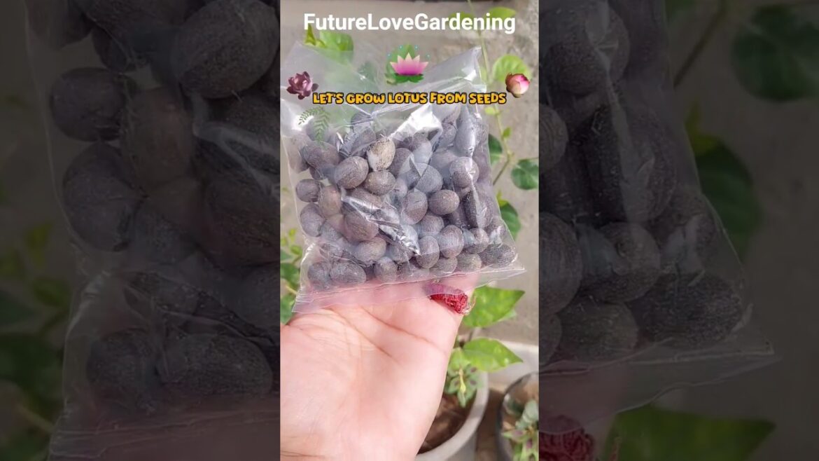 Grow Lotus From Seeds At Home 🪷#shorts #lotus #gardening #seeds #seedsowing #futurelovegardening Grow Lotus From Seeds At Home 🪷#shorts #lotus #gardening #seeds #seedsowing #futurelovegardening