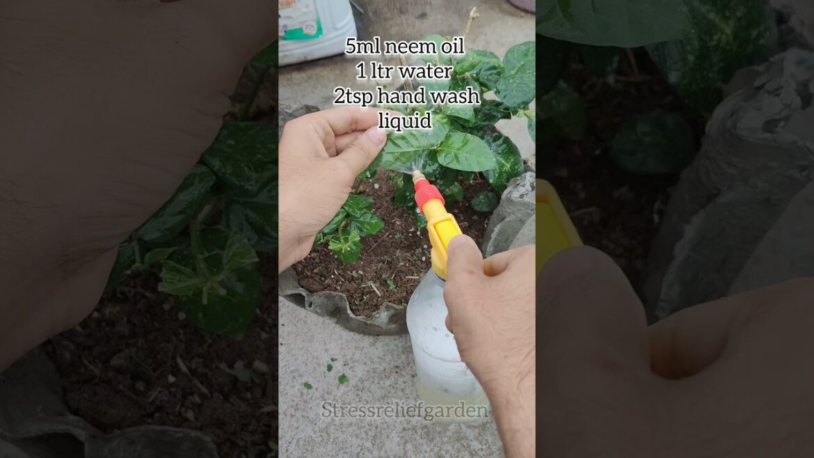 plant revive kiya jasmine 🤔🤔#shorts #garden #plants #nature #flower #fruit plant revive kiya jasmine 🤔🤔#shorts #garden #plants #nature #flower #fruit