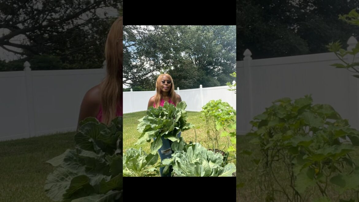 GROWING COLLARD GREENS IN CONTAINERS! 🥬 #garden #gardening #gardening101 #fyp #viralvideo #viral GROWING COLLARD GREENS IN CONTAINERS! 🥬 #garden #gardening #gardening101 #fyp #viralvideo #viral
