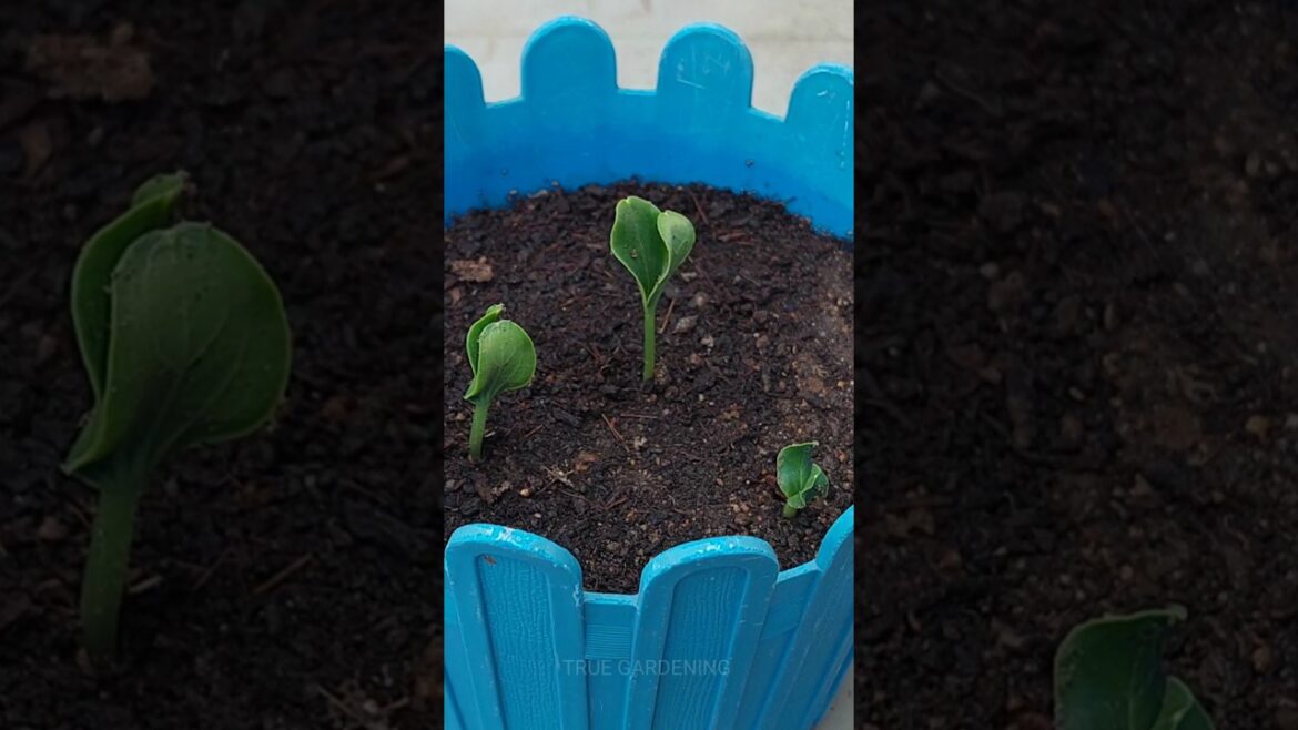 Tinda/Apple Gourd ЁЯНП Seed se aashe ugaoo ЁЯМ▒ #tinda #applegourd #vegetablegardening Tinda/Apple Gourd ЁЯНП Seed se aashe ugaoo ЁЯМ▒ #tinda #applegourd #vegetablegardening