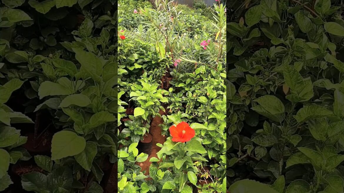 low price plants sale Madhavaram nursery garden#crotonplant#fruit plants#low pot price#indoorplant