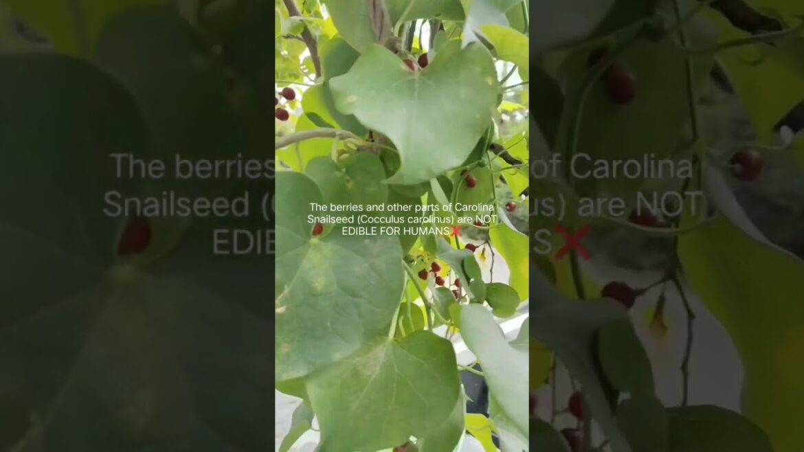 Carolina Snailseed 🍒NOT EDIBLE FOR HUMANS❌ ☠️#shorts #wildberries #wildlife #berries #ytviral #viral