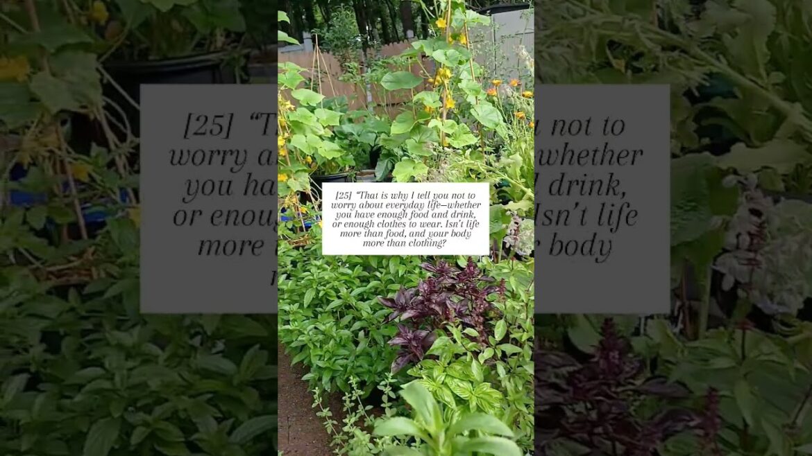 A WORD from the Garden : HE PROVIDES‼️ | Container Garden | Small Space Gardening