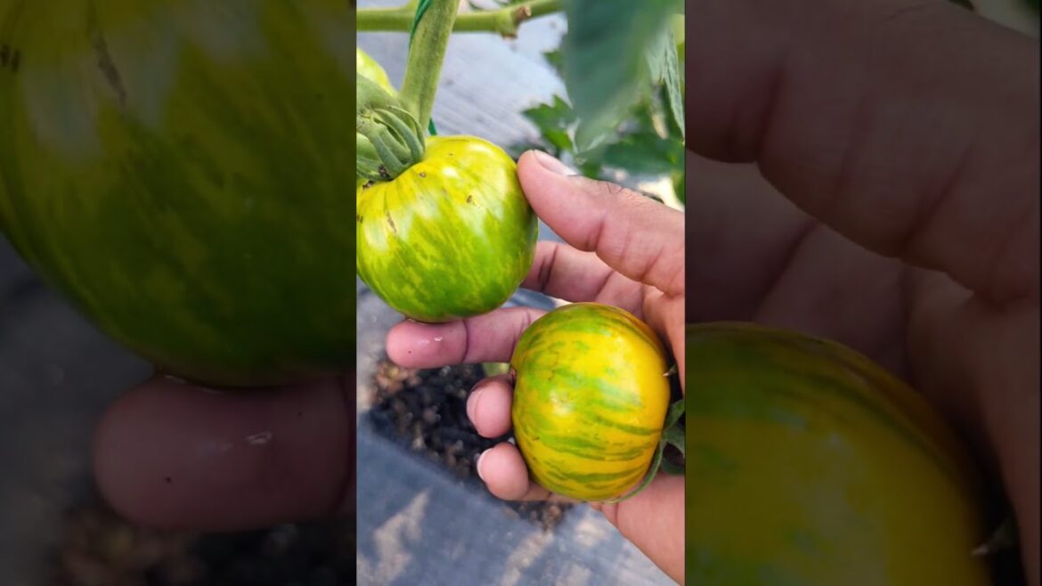 when to harvest Green Zebra Tomatoes   #tomato #greentgarden #amazing