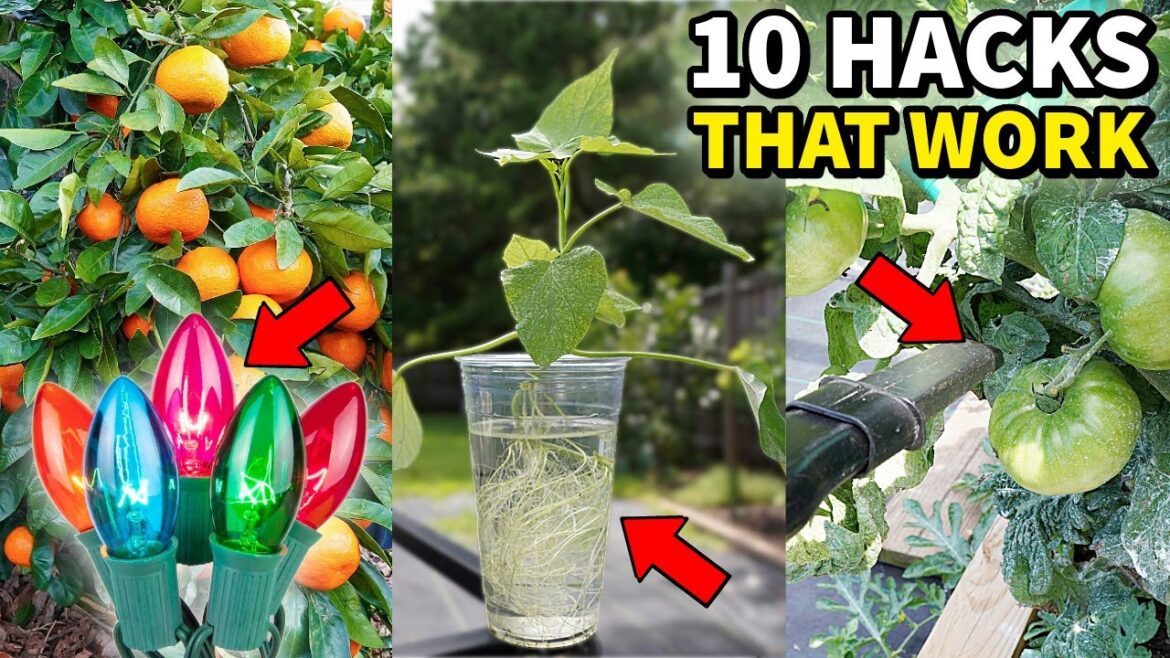 The 10 Best GARDEN HACKS That Actually Work The 10 Best GARDEN HACKS That Actually Work