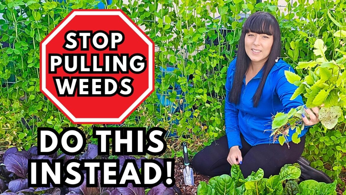 4 Genius Ways to NEVER Pull Weeds Again in Your Garden! 4 Genius Ways to NEVER Pull Weeds Again in Your Garden!