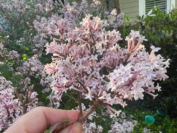This May 14, 2024, image provided by Jessica Damiano shows a fragrant Palabin lilac in bloom on Long Island, N.Y. (Jessica Damiano via AP)