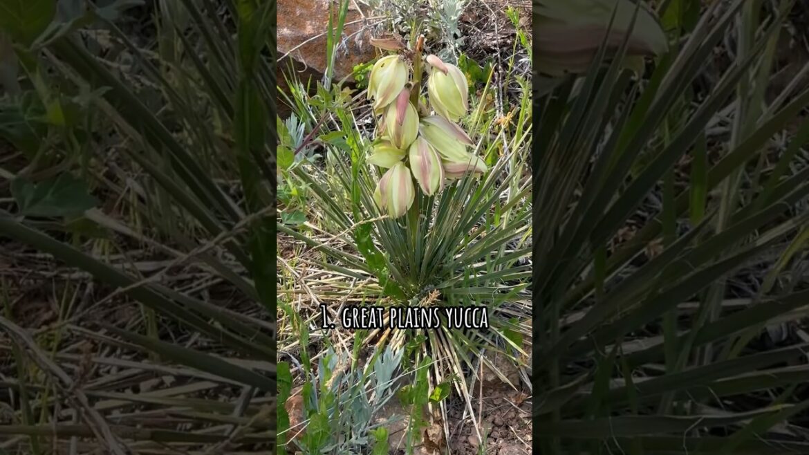 spotting edible plants 🌱🌸🍽️      #foraging #wildedibles #hiking