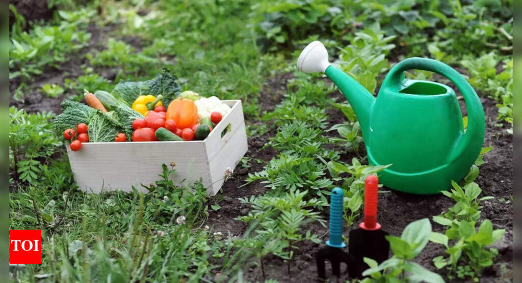 Why monsoon is the best time to start a kitchen garden | Why monsoon is the best time to start a kitchen garden |