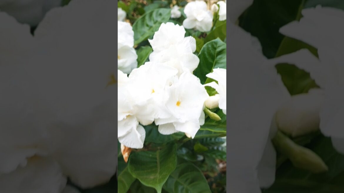 Khoobsurat Jabab 🍇🍇🍇 #phool #flowers #garden #shorts #trending #ytshorts #viralvideo