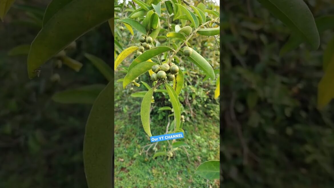 Unknown FRUIT. #shorts #garden #GARDENING #trending #reels |