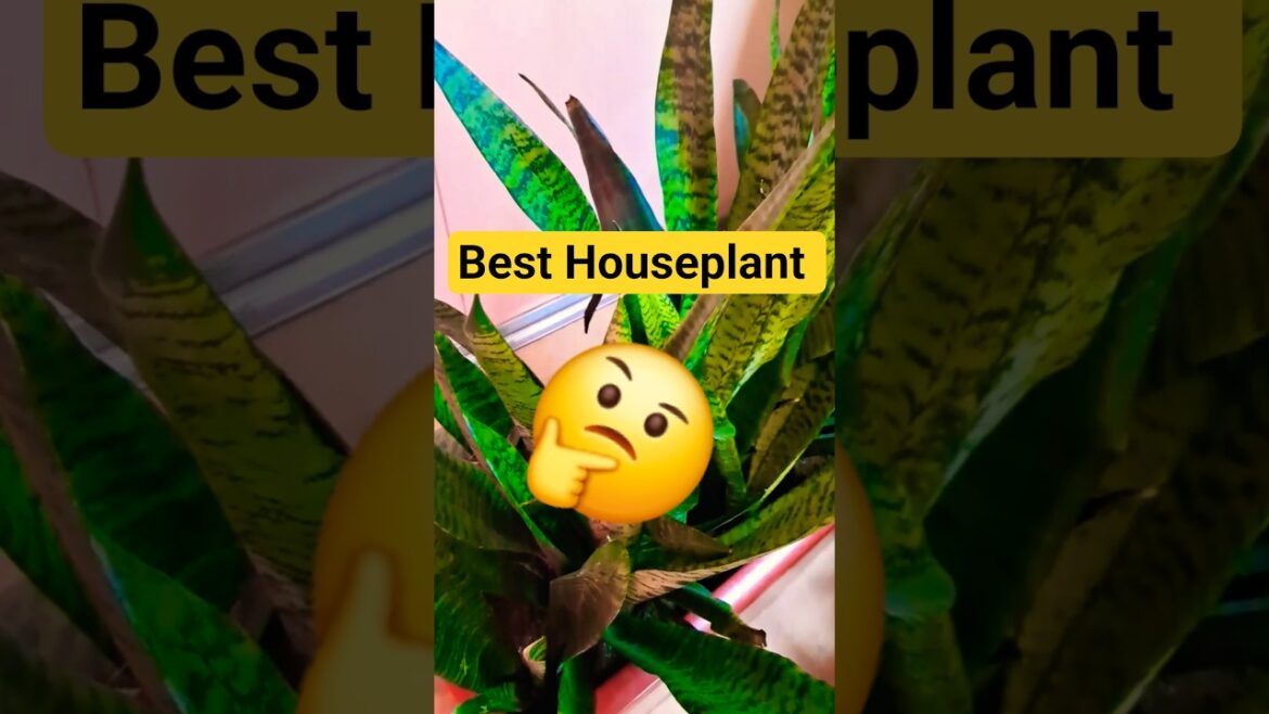 Best Houseplant 🤔🪴🥰👍 #trending #gardening #terracegardenindia #shortsfeed