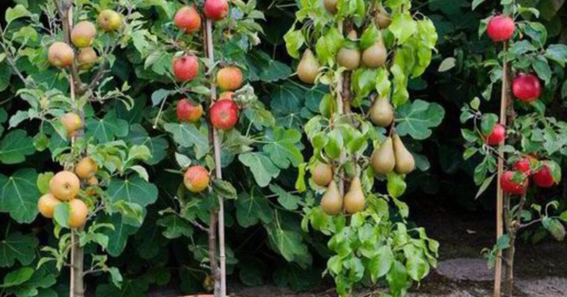 Four-piece patio fruit tree collection gets price slashed from £60 to £10 in flash sale Ipso logo