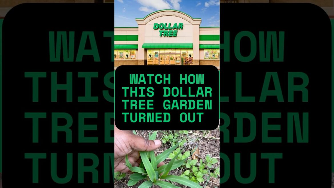 Transform Your Space with These Dollar Tree Garden Must-Haves!#dollartreefinds #containergardening