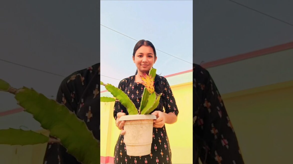 ড্রাগন ফুল গুলোর এই অবস্থা কীভাবে হলো?#plants  #gardening#gardeningtips