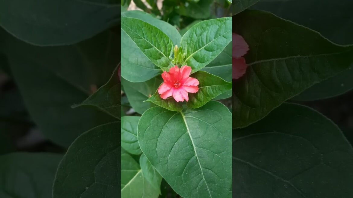 Mirabilis Jalapa Flowers | terrace gardening | #mirabilis #gardening #garden #shortvideo #shorts